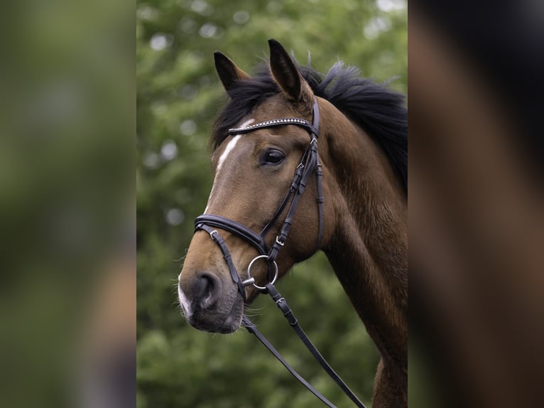 Deutsches Sportpferd Wallach 4 Jahre 173 cm in Kirchberg