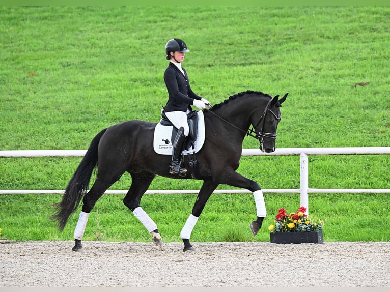 Deutsches Sportpferd Wallach 4 Jahre 173 cm Dunkelbrauner in Gomadingen