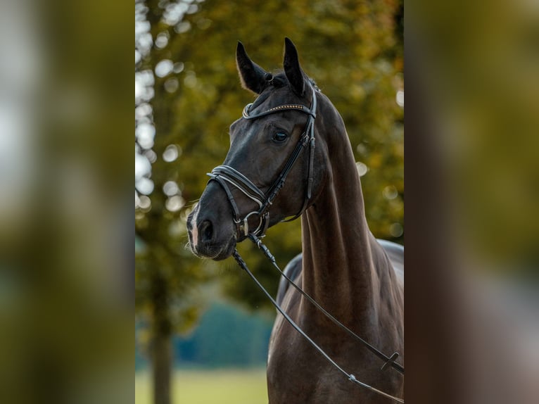 Deutsches Sportpferd Wallach 4 Jahre 173 cm Dunkelbrauner in Gomadingen