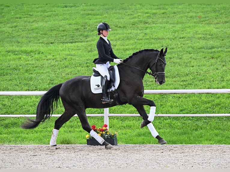 Deutsches Sportpferd Wallach 4 Jahre 173 cm Dunkelbrauner in Gomadingen
