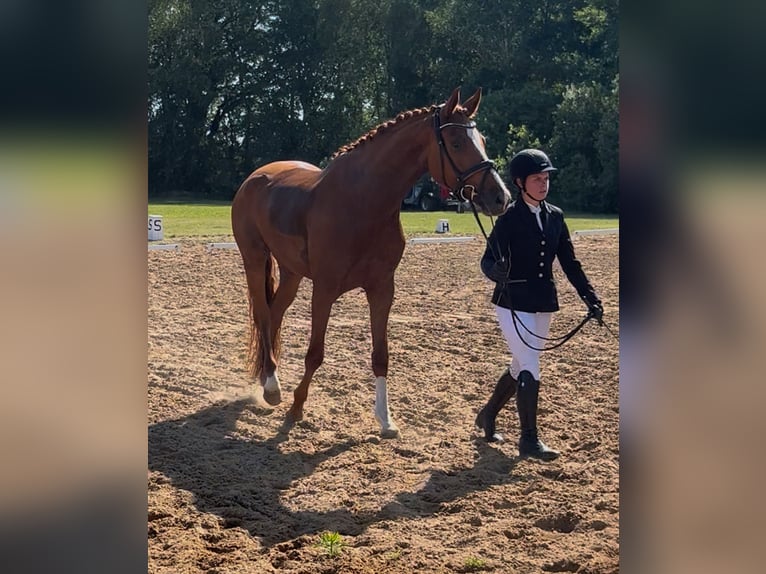 Deutsches Sportpferd Wallach 4 Jahre 173 cm Fuchs in Neustadt (Dosse)