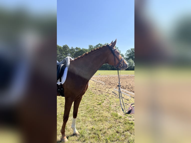 Deutsches Sportpferd Wallach 4 Jahre 173 cm Fuchs in Neustadt (Dosse)
