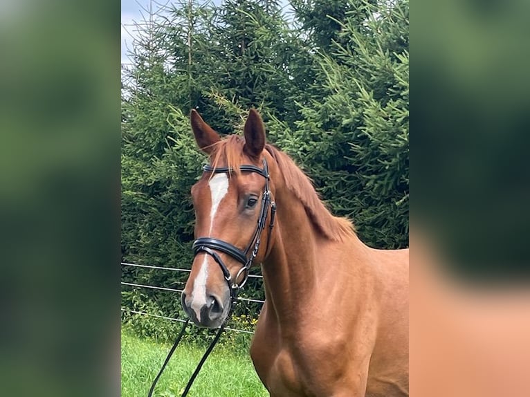 Deutsches Sportpferd Wallach 4 Jahre 173 cm Fuchs in Drackenstein