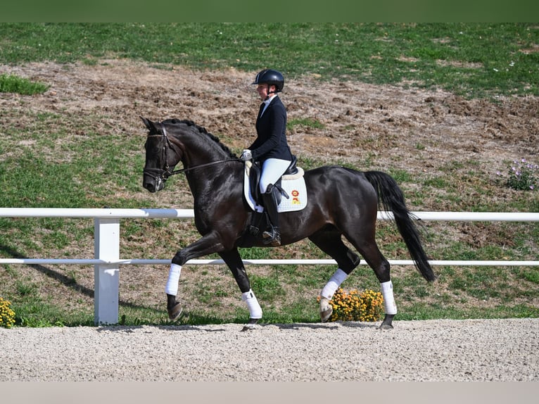 Deutsches Sportpferd Wallach 4 Jahre 173 cm Rappe in Gomadingen