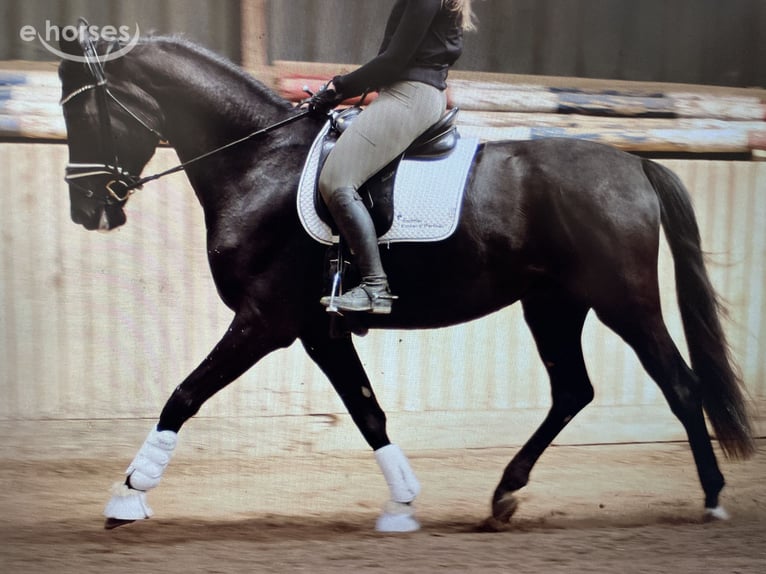 Deutsches Sportpferd Wallach 4 Jahre 173 cm Schwarzbrauner in Worms