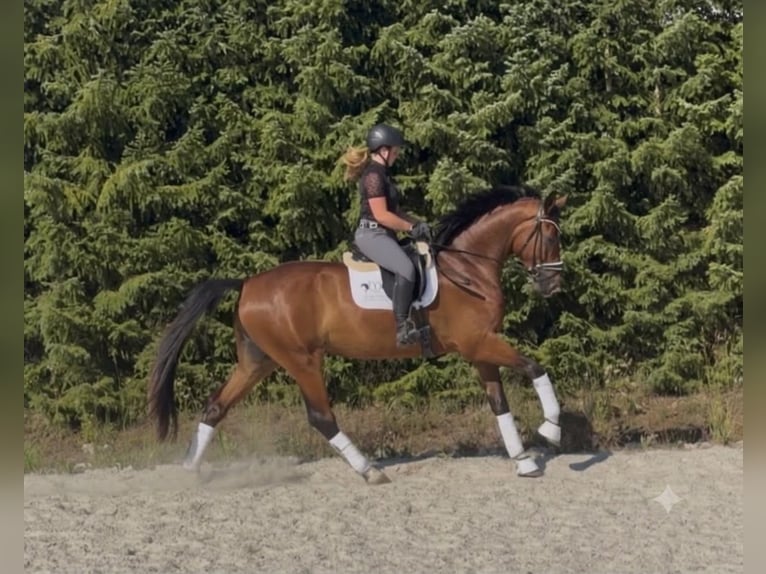 Deutsches Sportpferd Wallach 4 Jahre 174 cm Brauner in Drackenstein