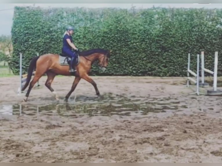 Deutsches Sportpferd Wallach 4 Jahre 174 cm Brauner in Mixdorf