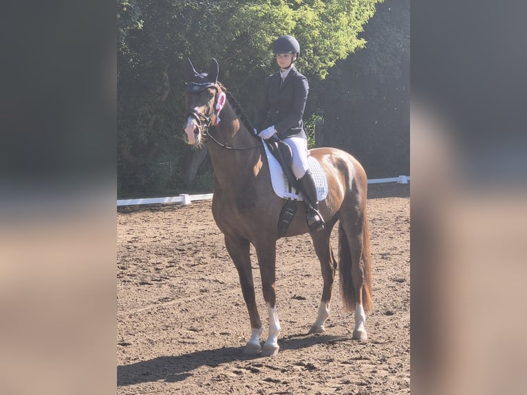 Deutsches Sportpferd Wallach 4 Jahre 174 cm Dunkelfuchs in Leipzig