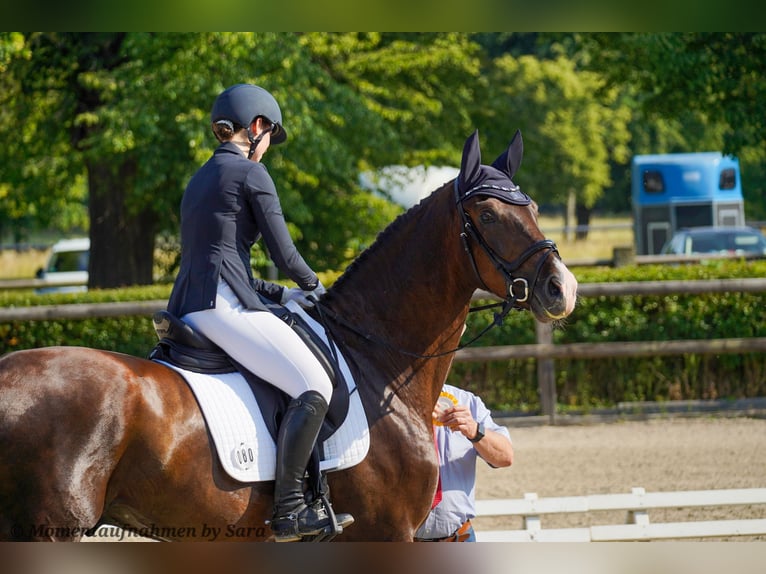 Deutsches Sportpferd Wallach 4 Jahre 174 cm Dunkelfuchs in Leipzig