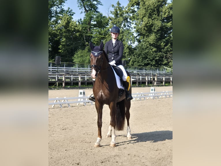 Deutsches Sportpferd Wallach 4 Jahre 174 cm Dunkelfuchs in Leipzig