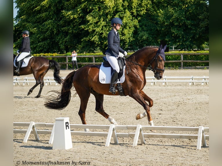 Deutsches Sportpferd Wallach 4 Jahre 174 cm Dunkelfuchs in Leipzig