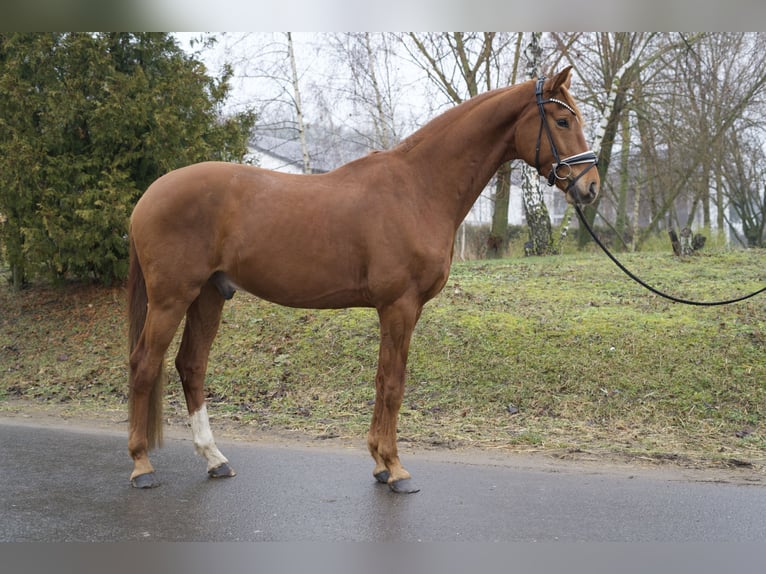 Deutsches Sportpferd Wallach 4 Jahre 174 cm Fuchs in Phöben