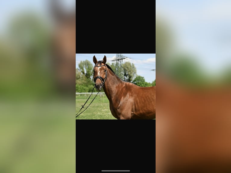 Deutsches Sportpferd Wallach 4 Jahre 174 cm Fuchs in Karlsfeld