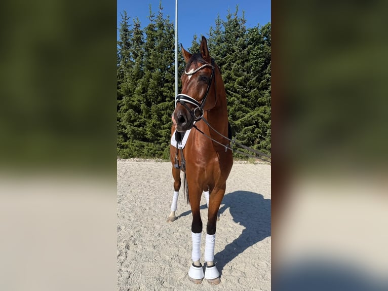Deutsches Sportpferd Wallach 4 Jahre 175 cm Brauner in Drackenstein