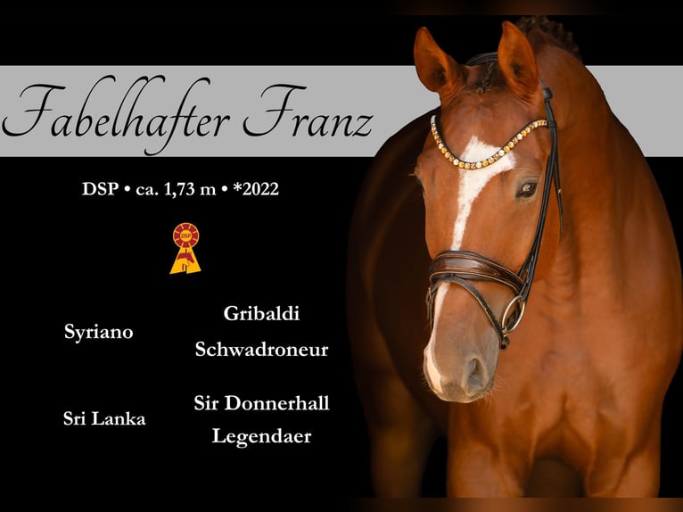 Deutsches Sportpferd Wallach 4 Jahre 175 cm Dunkelfuchs in Wehringen