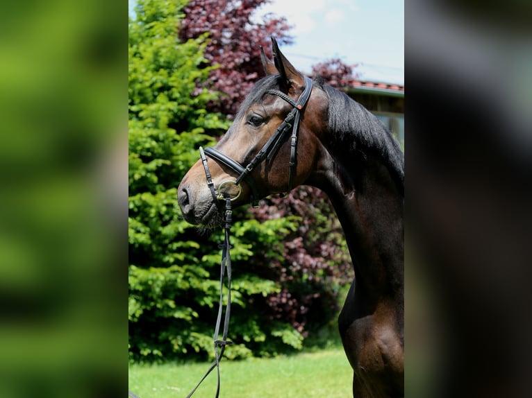 Deutsches Sportpferd Wallach 4 Jahre 175 cm Schwarzbrauner in Schw&#xE4;bisch Hall