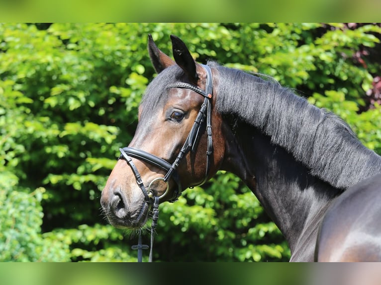 Deutsches Sportpferd Wallach 4 Jahre 175 cm Schwarzbrauner in Schw&#xE4;bisch Hall