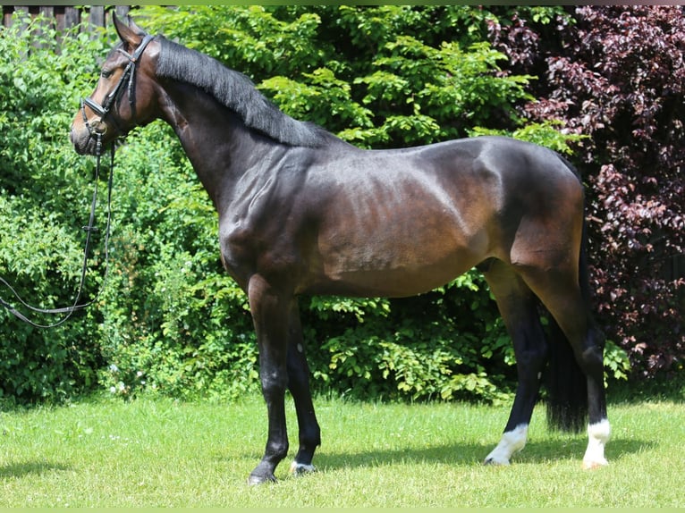 Deutsches Sportpferd Wallach 4 Jahre 175 cm Schwarzbrauner in Schw&#xE4;bisch Hall