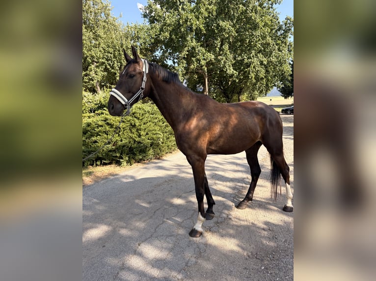 Deutsches Sportpferd Wallach 4 Jahre 175 cm Schwarzbrauner in Furth im Wald