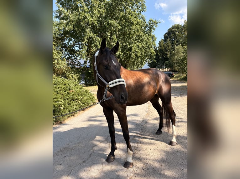 Deutsches Sportpferd Wallach 4 Jahre 175 cm Schwarzbrauner in Furth im Wald