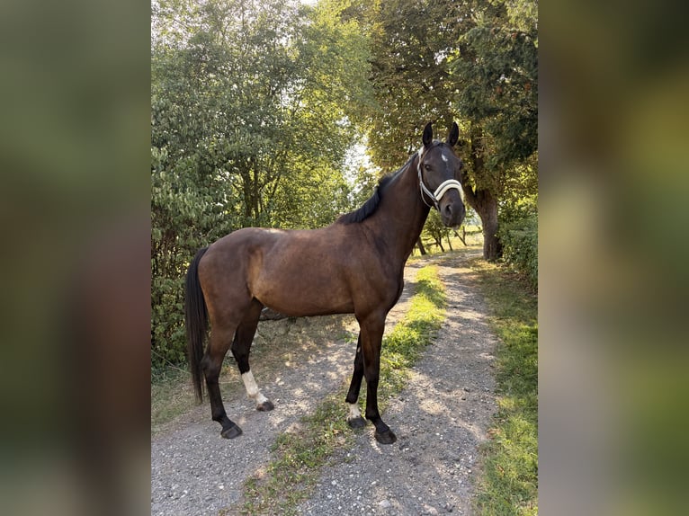 Deutsches Sportpferd Wallach 4 Jahre 175 cm Schwarzbrauner in Furth im Wald