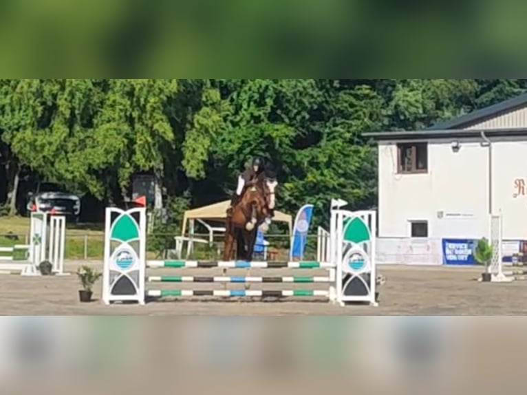 Deutsches Sportpferd Wallach 4 Jahre 176 cm Brauner in Buchholz (Westerwald) Deutsches Sportpferd Wallach 4 Jahre 176 cm Brauner in Buchholz (Westerwald)
