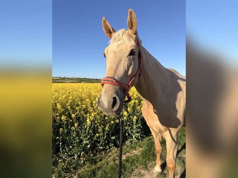 Deutsches Sportpferd Wallach 4 Jahre 177 cm Palomino in Aichtal