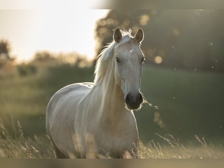 Deutsches Sportpferd Wallach 4 Jahre 177 cm Palomino in Aichtal
