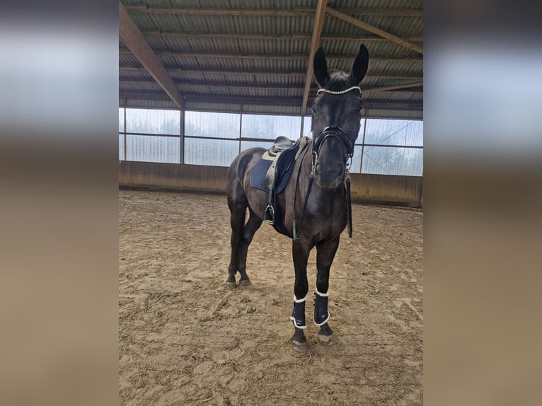 Deutsches Sportpferd Wallach 4 Jahre 178 cm Rappe in Lilienthal