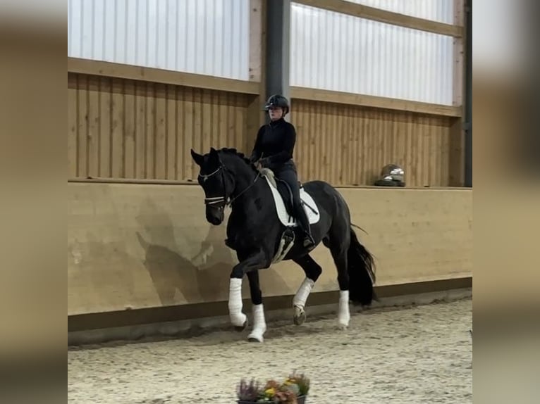 Deutsches Sportpferd Wallach 4 Jahre 178 cm Schwarzbrauner in Jengen