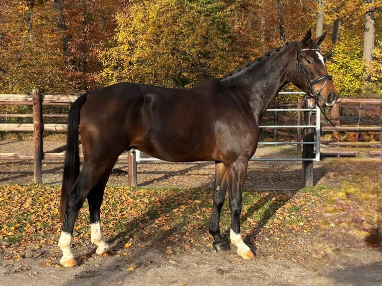 Deutsches Sportpferd Wallach 4 Jahre 179 cm Dunkelbrauner in Darmstadt