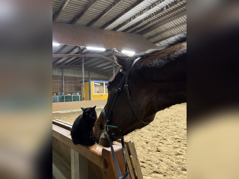 Deutsches Sportpferd Wallach 4 Jahre 180 cm Brauner in Grimma