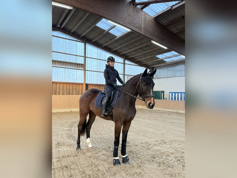 Deutsches Sportpferd Wallach 4 Jahre 180 cm Brauner in Grimma