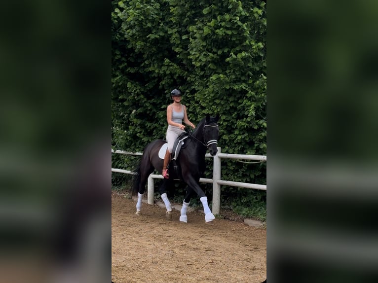 Deutsches Sportpferd Wallach 4 Jahre 180 cm Rappe in M&#xFC;nchen