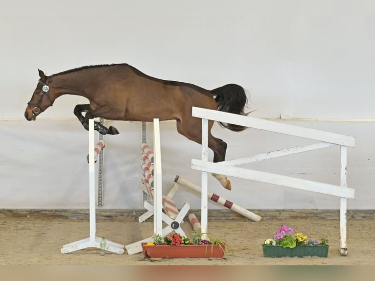 Deutsches Sportpferd Wallach 4 Jahre Brauner in Saalstadt