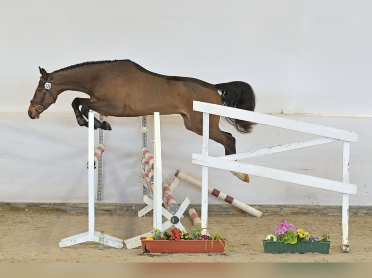 Deutsches Sportpferd Wallach 4 Jahre Brauner in Saalstadt