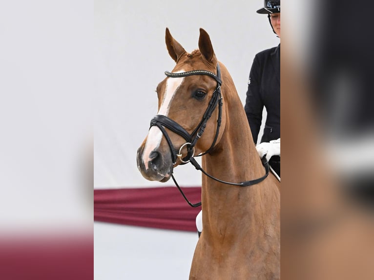 Deutsches Sportpferd Wallach 4 Jahre Fuchs in Gomadingen