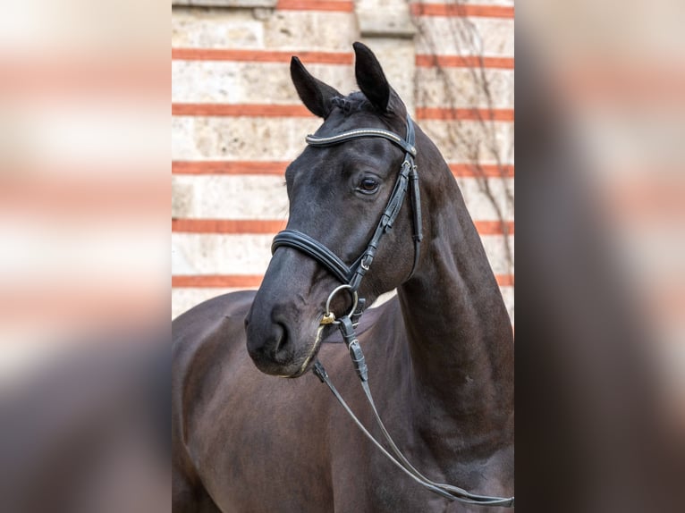 Deutsches Sportpferd Wallach 4 Jahre Schwarzbrauner in Gomadingen