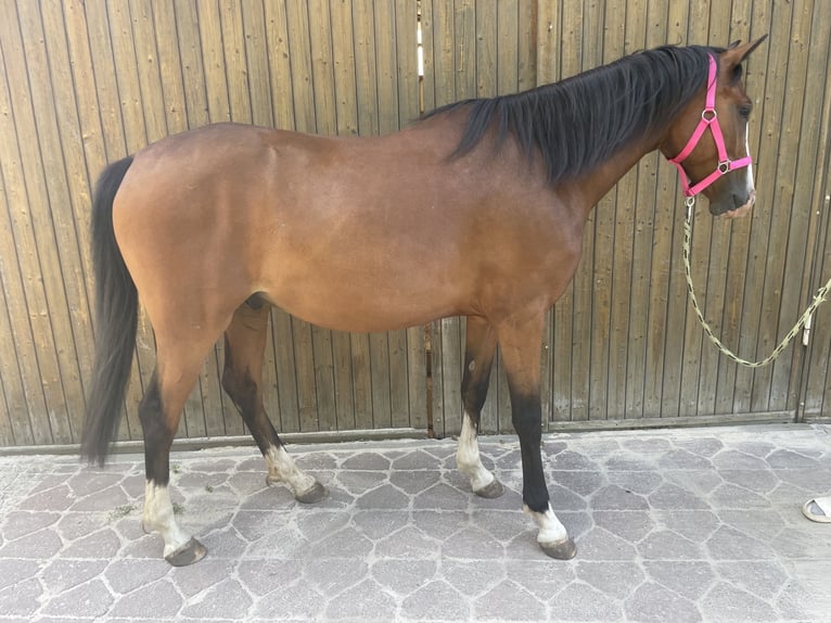 Deutsches Sportpferd Wallach 5 Jahre 155 cm Brauner in Aken