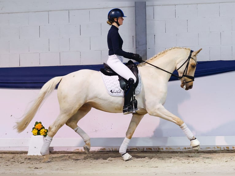 Deutsches Sportpferd Wallach 5 Jahre 158 cm Palomino in Marsberg
