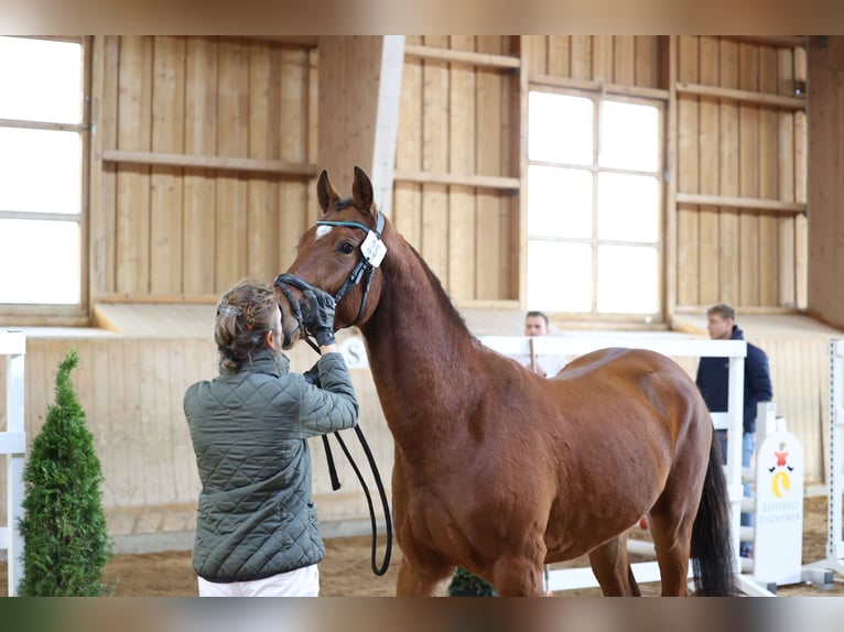 Deutsches Sportpferd Wallach 5 Jahre 160 cm Brauner in Babensham