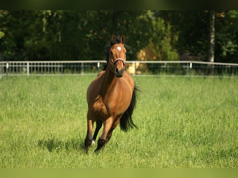 Deutsches Sportpferd Wallach 5 Jahre 160 cm Brauner in Babensham