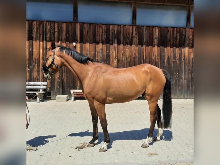 Deutsches Sportpferd Wallach 5 Jahre 160 cm Brauner in Babensham