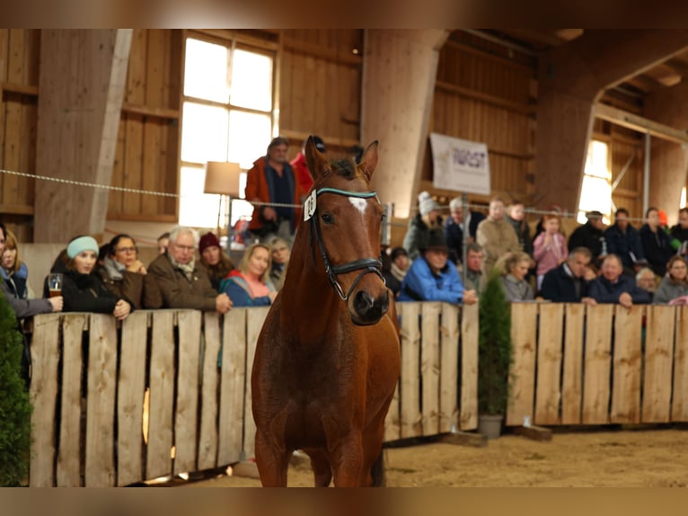 Deutsches Sportpferd Wallach 5 Jahre 160 cm Brauner in Babensham