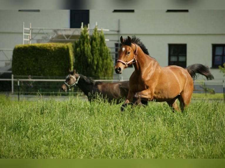 Deutsches Sportpferd Wallach 5 Jahre 160 cm Brauner in Babensham