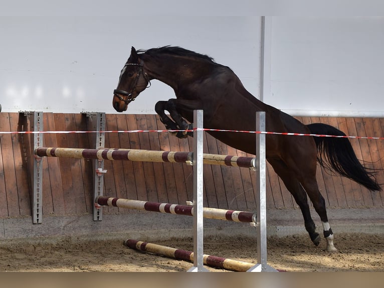 Deutsches Sportpferd Wallach 5 Jahre 160 cm Brauner in Bestensee