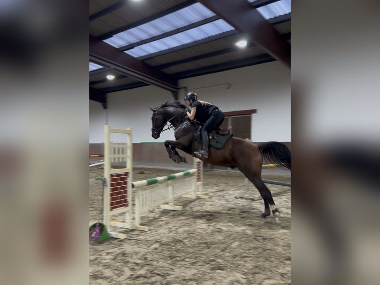 Deutsches Sportpferd Wallach 5 Jahre 160 cm Brauner in Bestensee