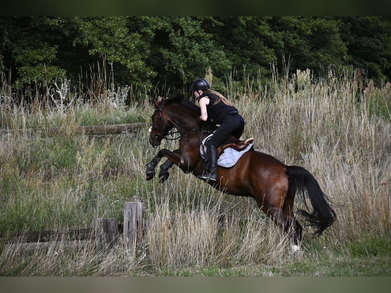 Deutsches Sportpferd Wallach 5 Jahre 160 cm Brauner in Bestensee