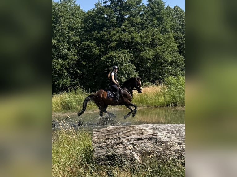 Deutsches Sportpferd Wallach 5 Jahre 160 cm Brauner in Bestensee