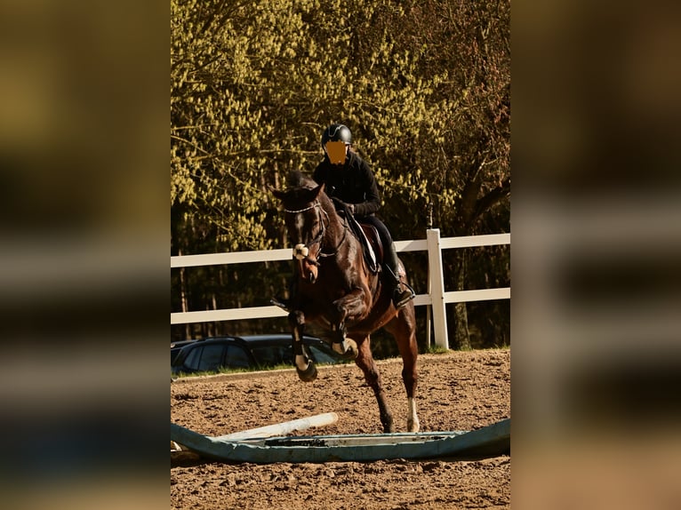 Deutsches Sportpferd Wallach 5 Jahre 160 cm Brauner in Bestensee